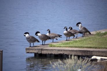 Garner Lake Geese